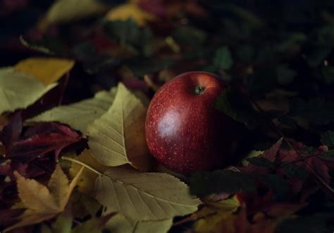 Premium Photo | Red apple on fall foliage