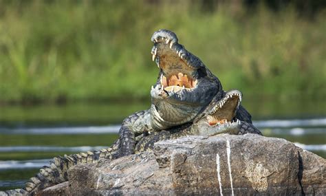 Anaconda Vs Crocodile, Who Would Win? - Animals Comparison