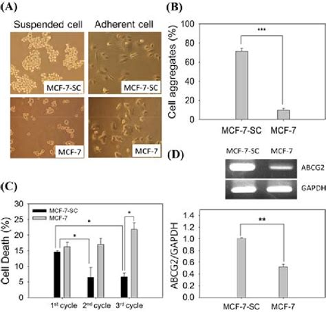 MCF-7-SC forms larger cell aggregates and is more anoikisresistant than ...