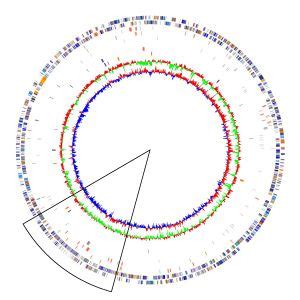 Acidithiobacillus ferrooxidans - microbewiki