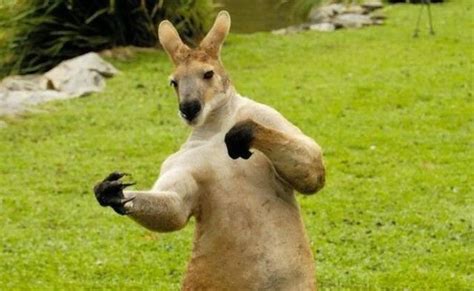 Funny Kangaroo 2013 Photography | Funny Animals