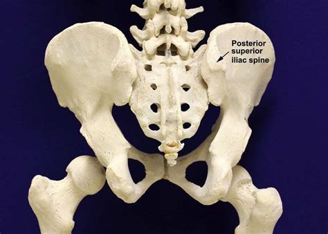 Bone Marrow Examination | Oncohema Key