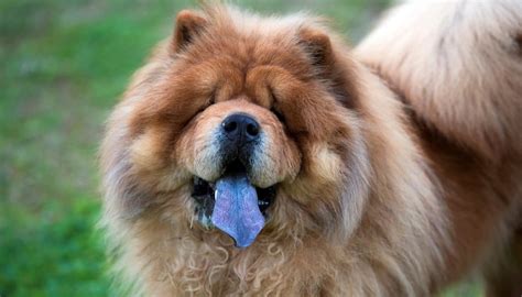 Dog Tongue Color Chart | Tongue Color Symptoms & Causes