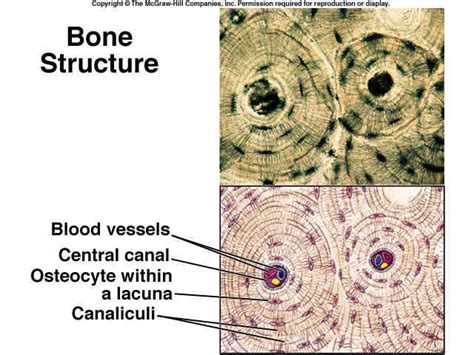 Labeled Bone Tissue | How to study anatomy, Tissue biology, Loose ...