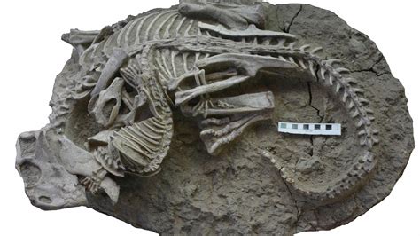 Utrolig fossil viser pattedyr i dødskamp mot dinosaur | ABC Nyheter