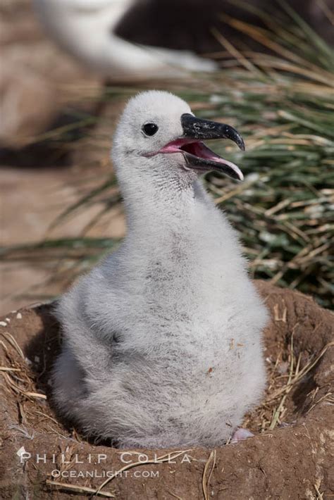 Black-browed albatross chick on its nest, Thalassarche melanophrys ...