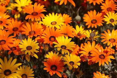 Yellow and Orange Flowers Photograph by Debbie Morris - Fine Art America