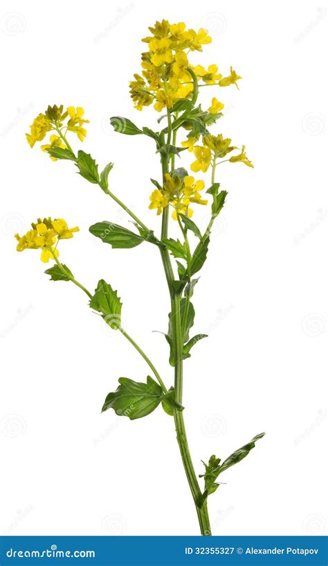 Wild Mustard Flowers Isolated On White Stock Image - Image: 32355327