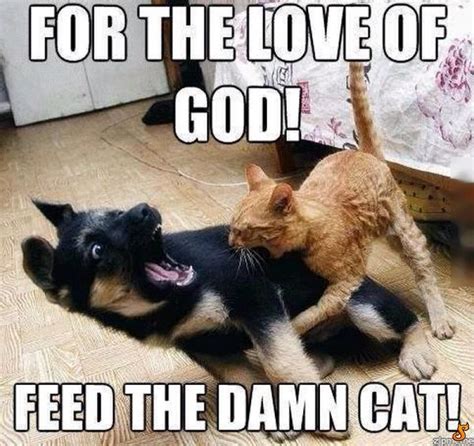 Feed me! Funny Cat Memes, Funny Quotes, Hilarious, Love Truths, Funny ...