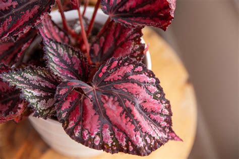 Rex Begonias: Plant Care & Growing Guide