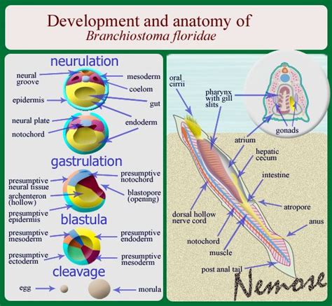 Branchiostoma Anatomy and Epidermis