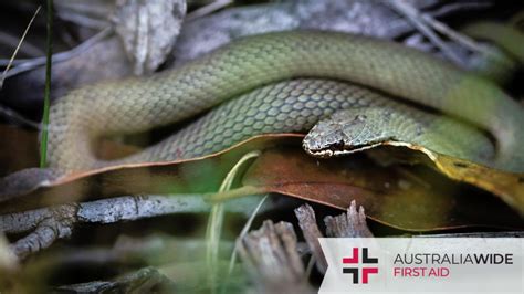 The White Lipped Snake of Tasmania