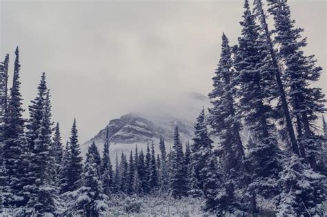 Premium Photo | Glacier national park, montana. winter.