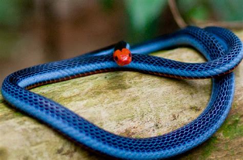 Blue Coral Snake Facts and Pictures | Reptile Fact