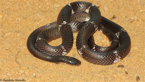 Lanka Nature Summary: Sri Lankan krait (Bungarus ceylonicus)