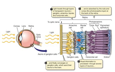 bird photoreceptor cell - Google Search | Medical school stuff, Science notes, Biology lessons