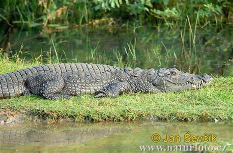 Marsh crocodile Photos, Marsh crocodile Images, Nature Wildlife Pictures | NaturePhoto