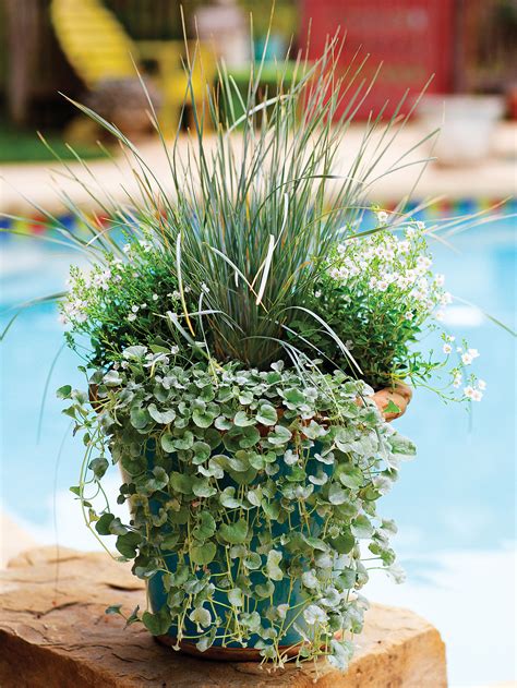 20 Best Shade Plants for Containers - Sunset Magazine