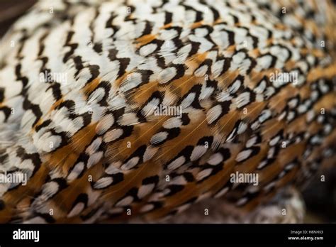 Bobwhite quail feathers and plumage Stock Photo - Alamy