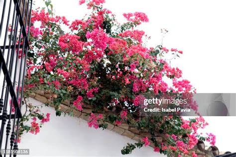 Bougainvillea White Wall Photos and Premium High Res Pictures - Getty Images