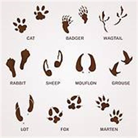 Rabbit tracks clipart - Clipground