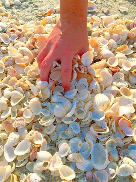 Shell Hunting on Sanibel Island - Where & How to Collect Shells | Sanibel island, Shell and Vacation