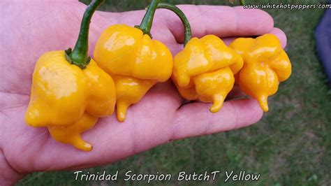 Trinidad Scorpion Butch T Yellow - White Hot Peppers LLC