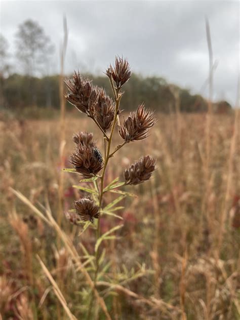 Center for Plant Conservation - Saving Plants from Extinction