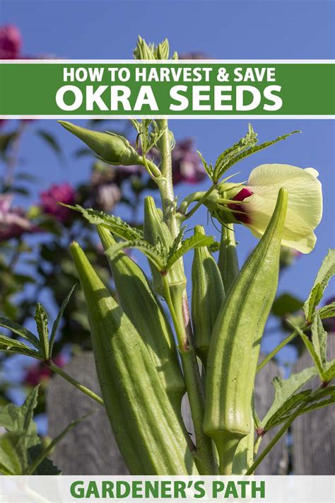 How to Save Okra Seeds for Planting | Gardener’s Path