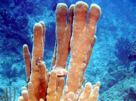 Pillar Coral - Dendrogyra cylindrus | Photo, Sea life, Turks and caicos