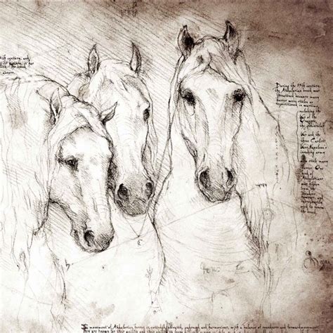 Leonardo Da Vinci Drawings Horse