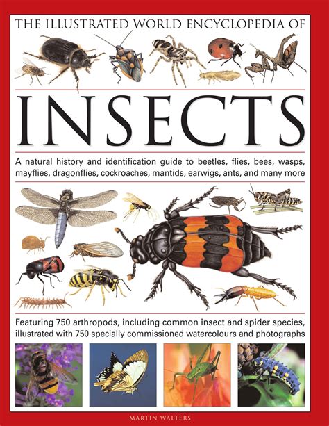 Insect Books for Children