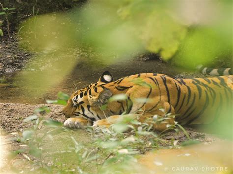 Flora & Fauna of Kanha – Kanha National Park