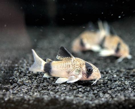 Panda Cory Catfish - Aquatic Arts on sale today for $ 20.99