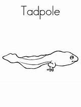 Tadpole coloring pages sketch template