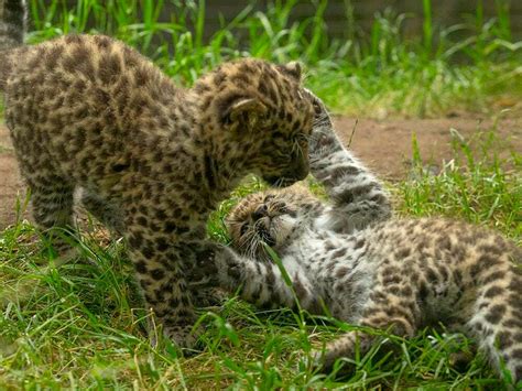 First ever Amur leopard cubs born at San Diego Zoo make their debut | Guernsey Press