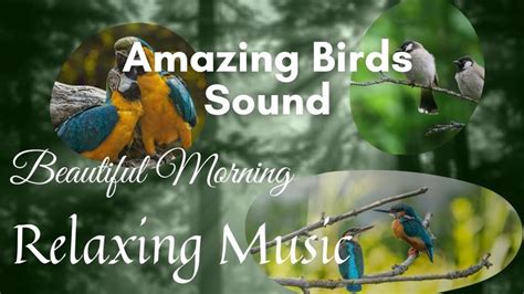 Relaxing Music-Amazing Birds Sound at Beautiful Morning, Birds Chirping ... in 2020 | Relaxing ...