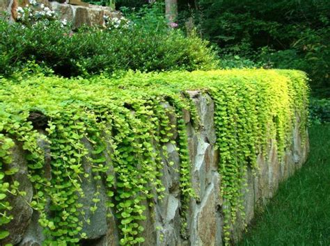 Tojeść rozesłana 'Aurea' Lysimachia nummularia| Albamar | Ground cover plants, Backyard ...