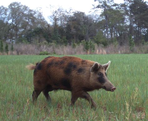 Village of Fenney resident worried about wild hogs threatening his expensive home - Villages ...