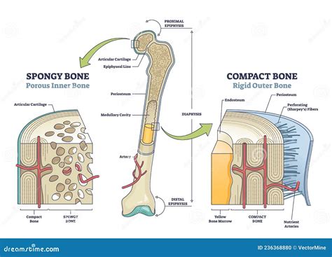 Spongy Vs Compact Bone Comparison with Anatomical Structure Outline ...