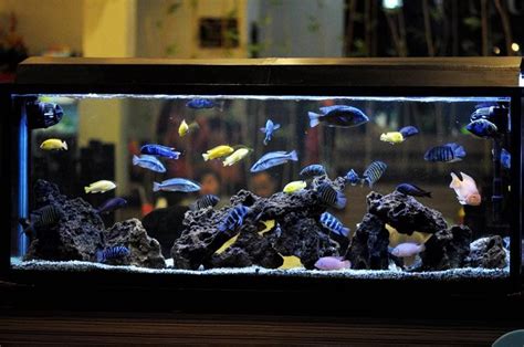 cichlid tank - Google Search | African cichlid aquarium, Cichlid ...