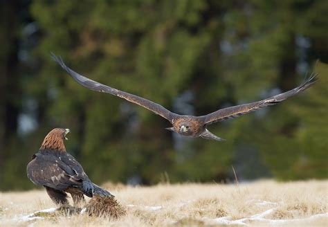 Babbitt Ranches golden eagle nesting area under study | Williams-Grand ...