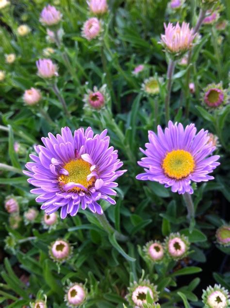 Aster alpinus var. vierhapperi Alpine Aster | Garden Center Marketing