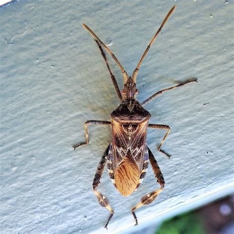 Coreidae (Leaf-footed Bugs) – 10,000 Things of the Pacific Northwest