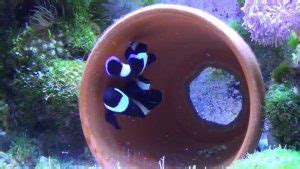 Clownfish Breeding for Beginners - Mad Hatter's Reef