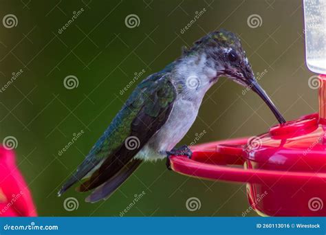 Selective Focus of a Hummingbird Drinking Water from a Feeder Outdoors ...