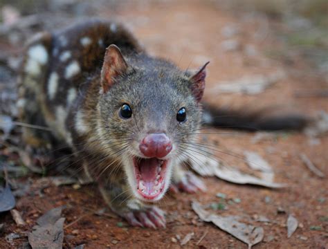 Quolls eat humans: Research reveals 111 times they made a meal of us - Australian Geographic