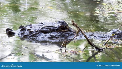 Crocodile in Florida Swamp stock photo. Image of water - 112773040