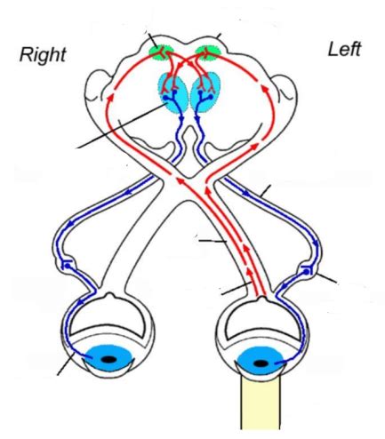 The pupillary light reflex showing the consensual light reflex Diagram | Quizlet