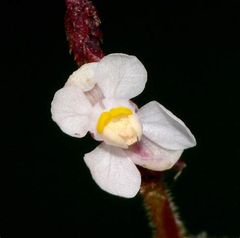 Cardiospermum halicacabum (Sapindaceae) image 55074 at PhytoImages.siu.edu